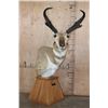Image 1 : XL PRONGHORN on a Wood Table Pedestal