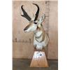 Image 2 : XL PRONGHORN on a Wood Table Pedestal
