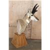 Image 4 : XL PRONGHORN on a Wood Table Pedestal