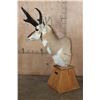 Image 5 : XL PRONGHORN on a Wood Table Pedestal
