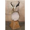Image 6 : XL PRONGHORN on a Wood Table Pedestal