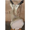 Image 7 : XL PRONGHORN on a Wood Table Pedestal