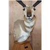 Image 8 : XL PRONGHORN on a Wood Table Pedestal