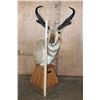 Image 9 : XL PRONGHORN on a Wood Table Pedestal