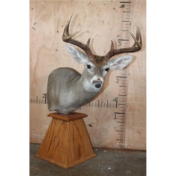 Typical 8-Point WHITETAIL DEER on a Wood Table Pedestal