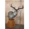 Image 1 : Typical 8-Point WHITETAIL DEER on a Wood Table Pedestal