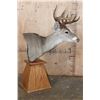 Image 2 : Typical 8-Point WHITETAIL DEER on a Wood Table Pedestal