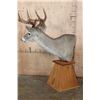 Image 3 : Typical 8-Point WHITETAIL DEER on a Wood Table Pedestal