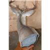 Image 5 : Typical 8-Point WHITETAIL DEER on a Wood Table Pedestal