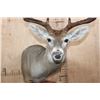 Image 7 : Typical 8-Point WHITETAIL DEER on a Wood Table Pedestal