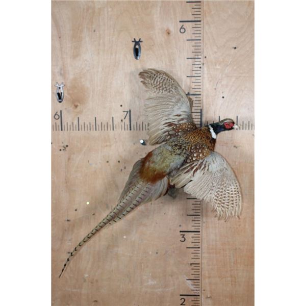 "Flying" PHEASANT on a Driftwood Wall Base