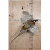 Image 1 : "Flying" PHEASANT on a Driftwood Wall Base
