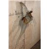 Image 3 : "Flying" PHEASANT on a Driftwood Wall Base