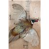 Image 4 : "Flying" PHEASANT on a Driftwood Wall Base