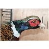 Image 5 : "Flying" PHEASANT on a Driftwood Wall Base
