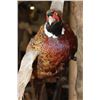 Image 6 : "Flying" PHEASANT on a Driftwood Wall Base
