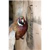 Image 7 : "Flying" PHEASANT on a Driftwood Wall Base