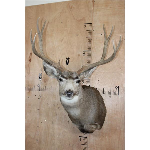 Big 9-Point MULE DEER Shoulder Mount