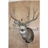 Image 1 : Big 9-Point MULE DEER Shoulder Mount