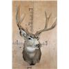 Image 2 : Big 9-Point MULE DEER Shoulder Mount