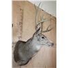 Image 3 : Big 9-Point MULE DEER Shoulder Mount