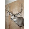 Image 4 : Big 9-Point MULE DEER Shoulder Mount