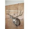 Image 5 : Big 9-Point MULE DEER Shoulder Mount