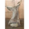 Image 6 : Big 9-Point MULE DEER Shoulder Mount