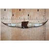 Image 1 : Big Set of Polished WATUSI Cross Horns with Hide and Rope Accents