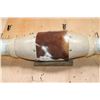 Image 4 : Big Set of Polished WATUSI Cross Horns with Hide and Rope Accents