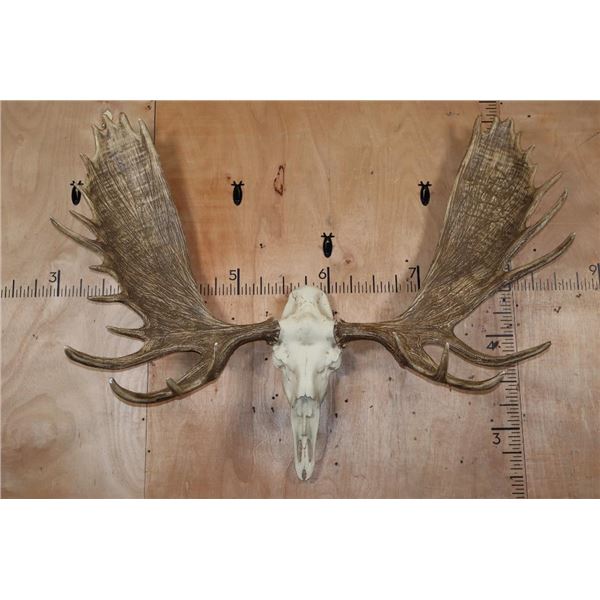 XL Reproduction MOOSE Euro Skull with Removable Reproduction Antlers