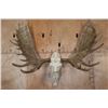 Image 1 : XL Reproduction MOOSE Euro Skull with Removable Reproduction Antlers