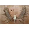 Image 2 : XL Reproduction MOOSE Euro Skull with Removable Reproduction Antlers