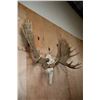 Image 3 : XL Reproduction MOOSE Euro Skull with Removable Reproduction Antlers