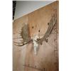 Image 4 : XL Reproduction MOOSE Euro Skull with Removable Reproduction Antlers