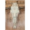 Image 5 : XL Reproduction MOOSE Euro Skull with Removable Reproduction Antlers