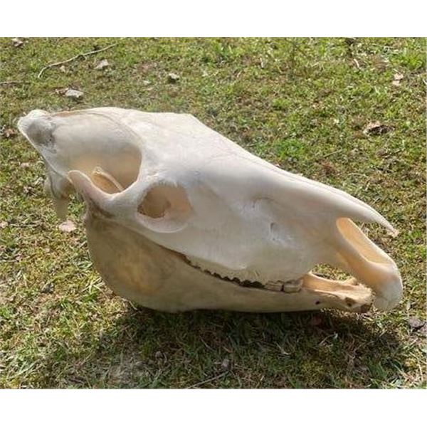 African ZEBRA Skull