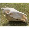 Image 1 : African ZEBRA Skull