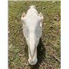 Image 2 : African ZEBRA Skull