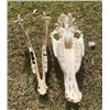 Image 3 : African ZEBRA Skull