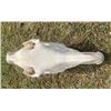 Image 5 : African ZEBRA Skull
