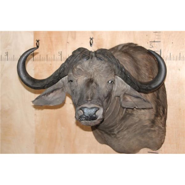 Big CAPE BUFFALO Shoulder Mount