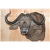 Image 1 : Big CAPE BUFFALO Shoulder Mount