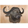Image 2 : Big CAPE BUFFALO Shoulder Mount