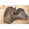 Image 3 : Big CAPE BUFFALO Shoulder Mount