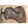 Image 4 : Big CAPE BUFFALO Shoulder Mount