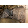 Image 5 : Big CAPE BUFFALO Shoulder Mount