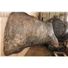 Image 6 : Big CAPE BUFFALO Shoulder Mount