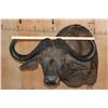 Image 7 : Big CAPE BUFFALO Shoulder Mount