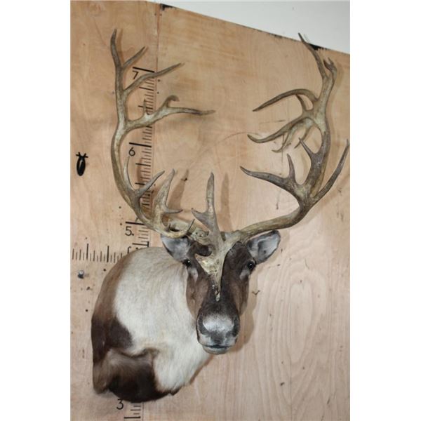 Big 31-Point CARIBOU Shoulder Mount